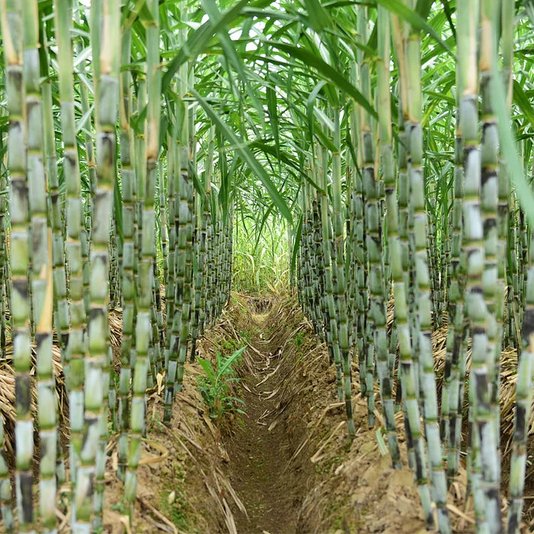Green-Skinned Mini Sugarcane Seeds