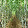 Green-Skinned Mini Sugarcane Seeds