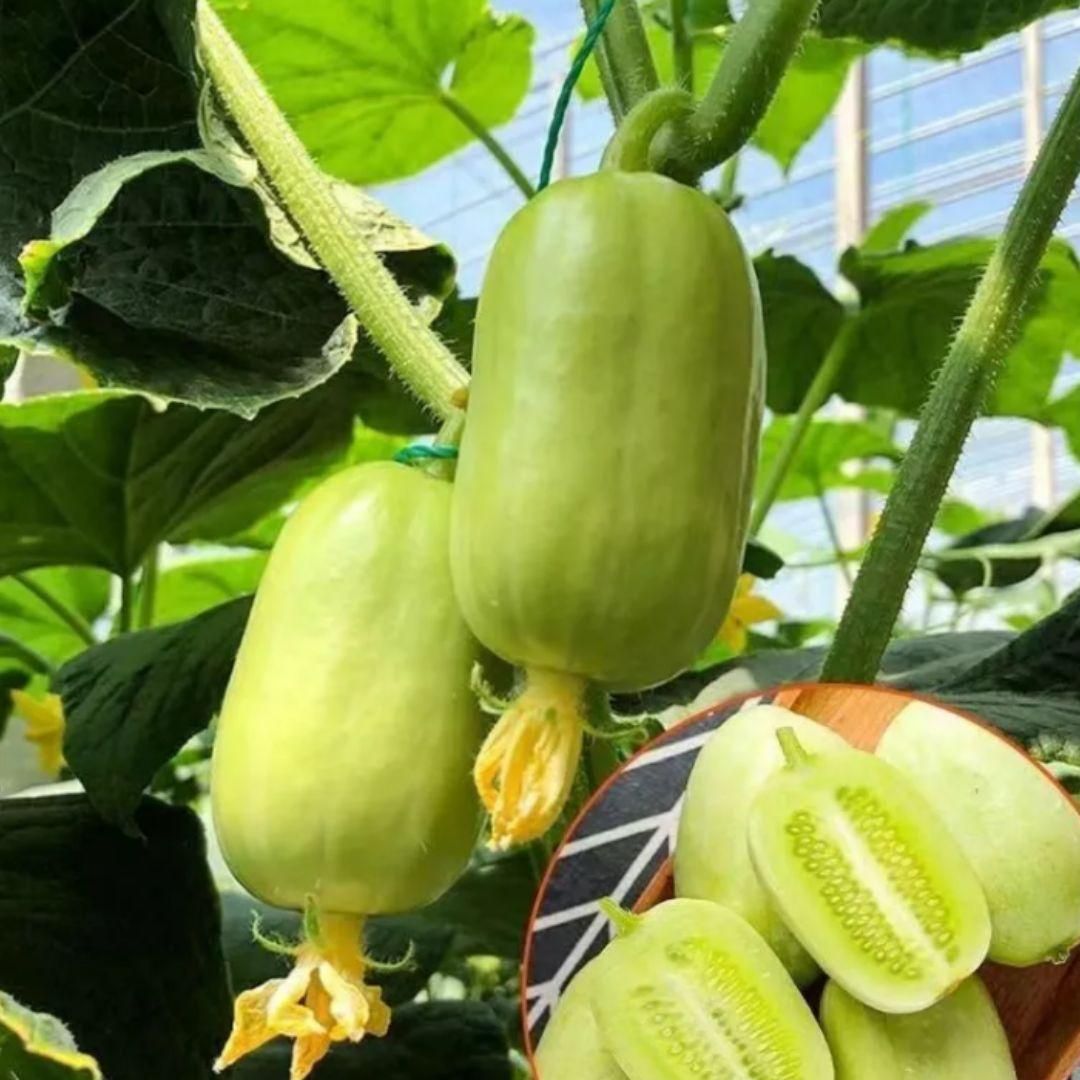 Cucumber-Golden Boy Lady Cucumber(Free Supplement)(BUY 1 GET 1 FREE)