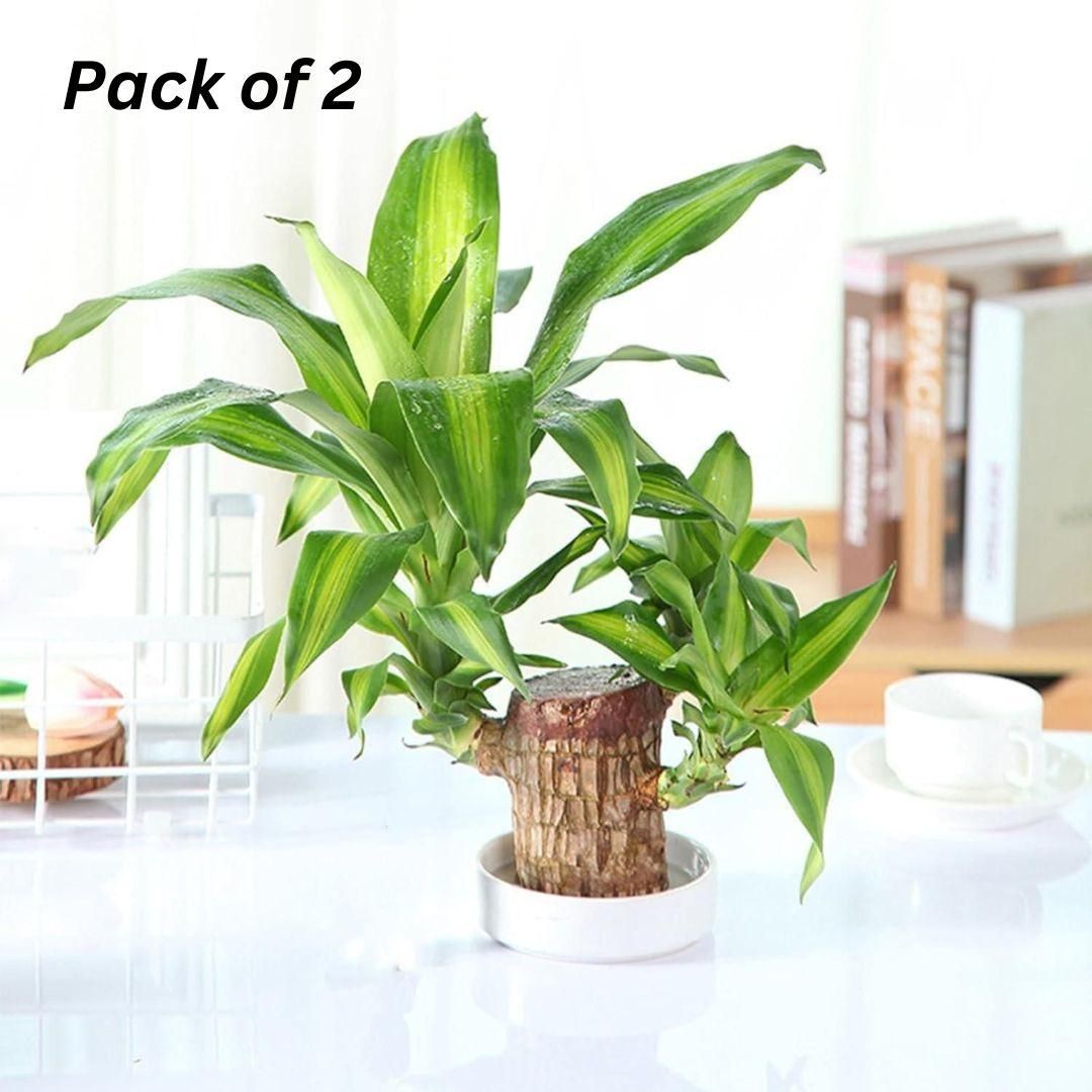 Brazilian Lucky Wood(BUY 1 GET 1 FREE)