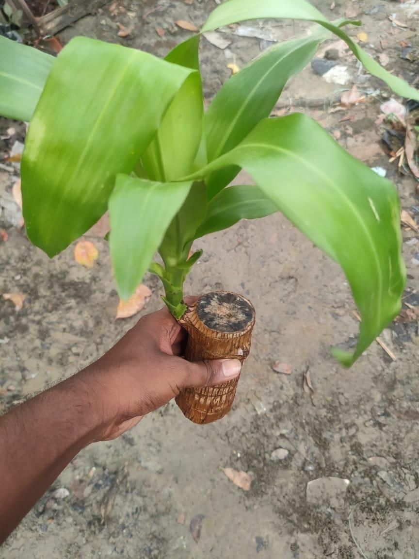 Brazilian Lucky Wood(BUY 1 GET 1 FREE)