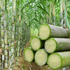 Green-Skinned Mini Sugarcane Seeds
