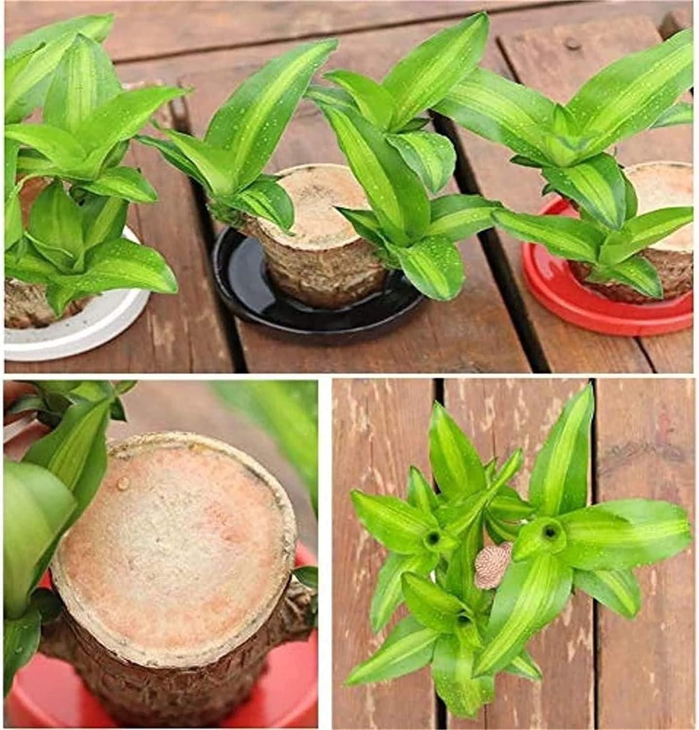 Brazilian Lucky Wood(BUY 1 GET 1 FREE)