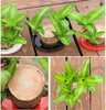 Brazilian Lucky Wood(BUY 1 GET 1 FREE)