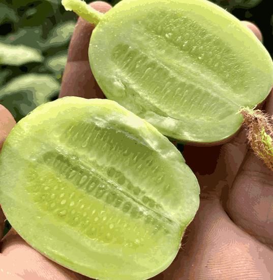 Cucumber-Golden Boy Lady Cucumber(Free Supplement)(BUY 1 GET 1 FREE)