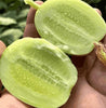 Cucumber-Golden Boy Lady Cucumber(Free Supplement)(BUY 1 GET 1 FREE)