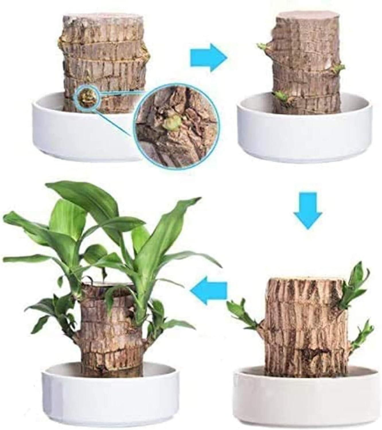 Brazilian Lucky Wood(BUY 1 GET 1 FREE)