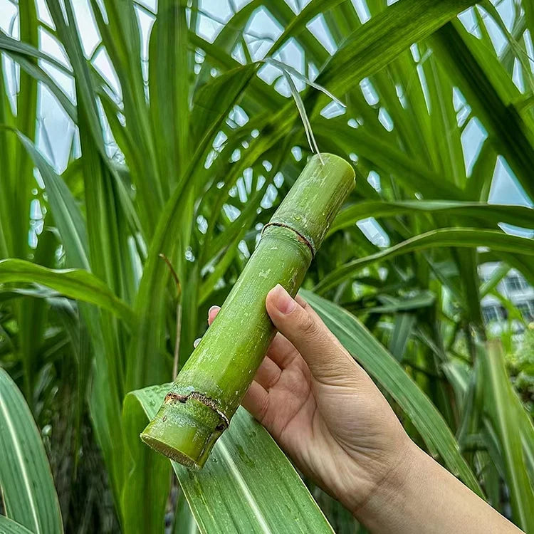 Green-Skinned Mini Sugarcane Seeds