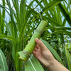 Green-Skinned Mini Sugarcane Seeds