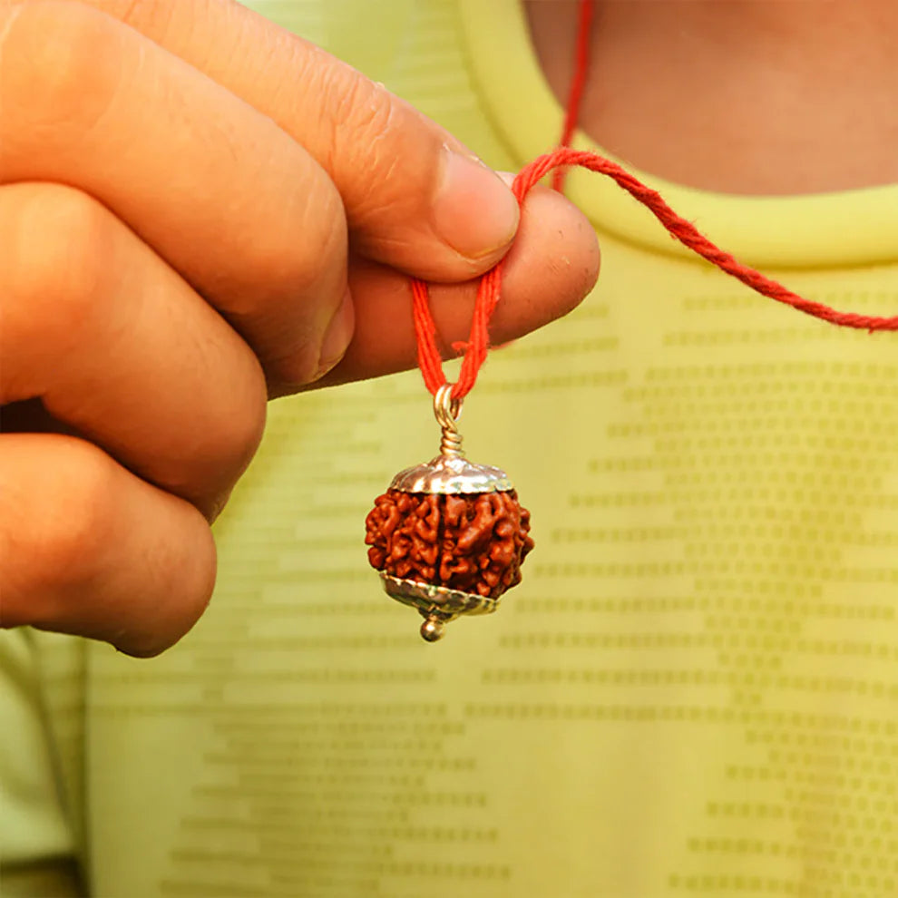 7 Mukhi Nepali Rudraksh (original)