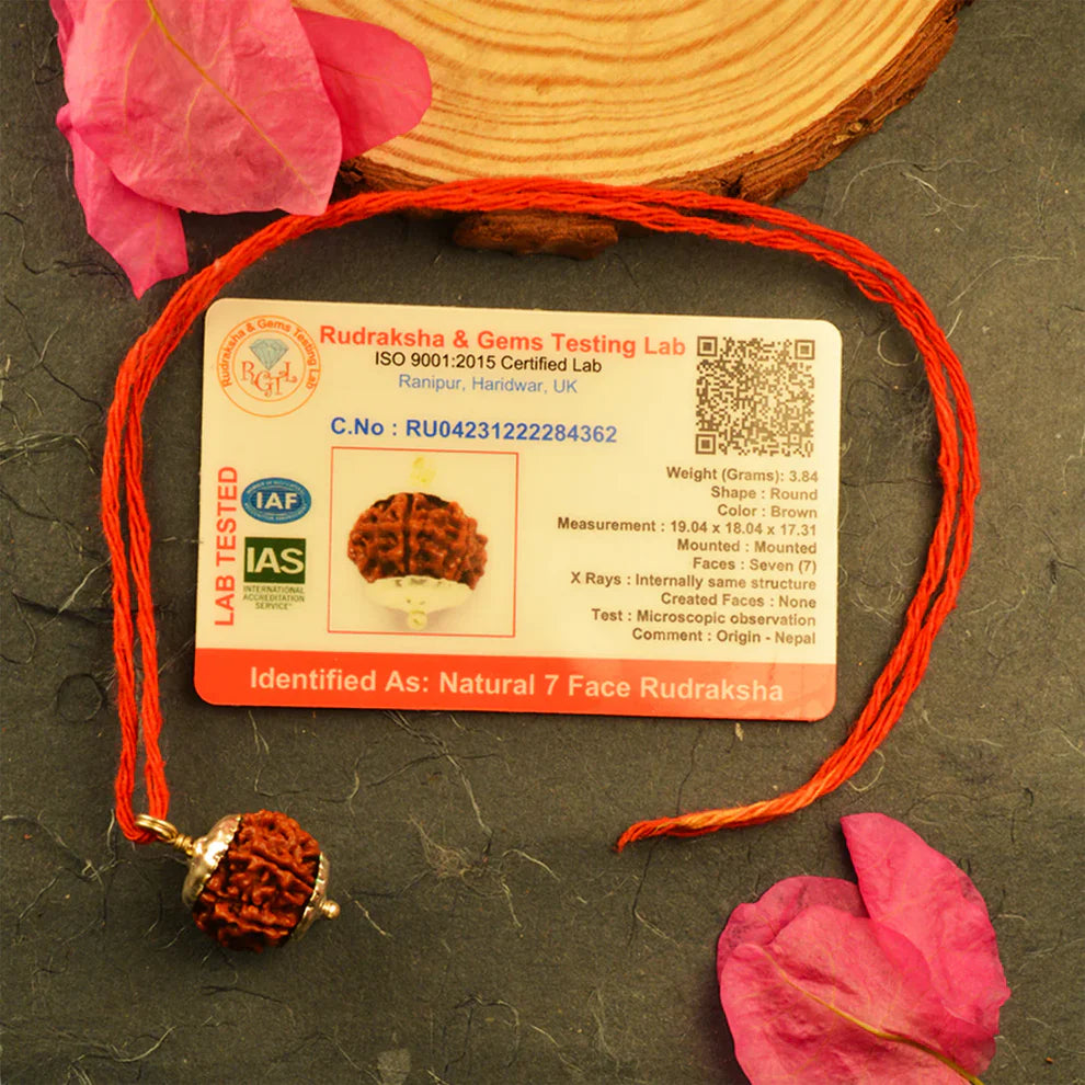 7 Mukhi Nepali Rudraksh (original)