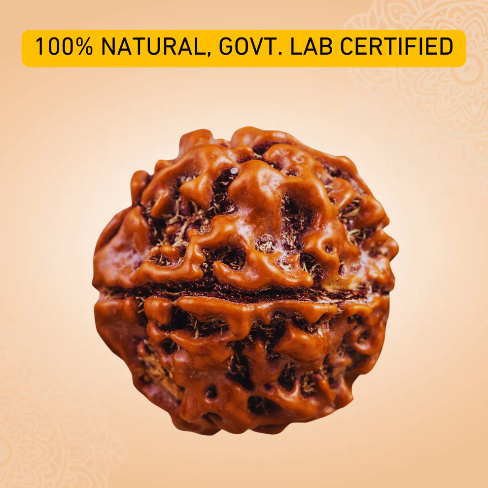 7 Mukhi Nepali Rudraksh (original)