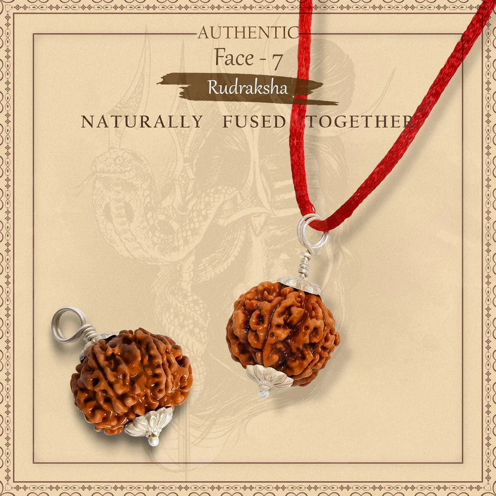 7 Mukhi Nepali Rudraksh (original)