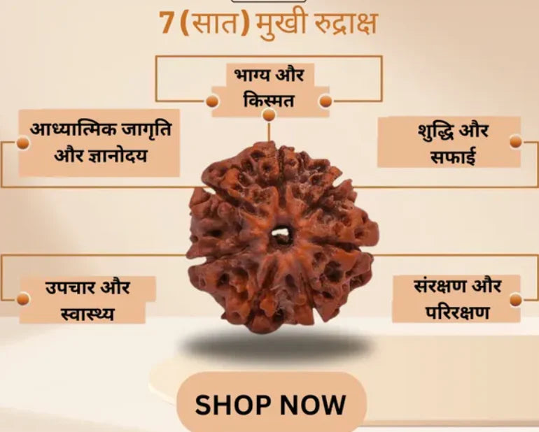 7 Mukhi Nepali Rudraksh (original)