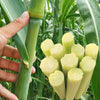 Green-Skinned Mini Sugarcane Seeds